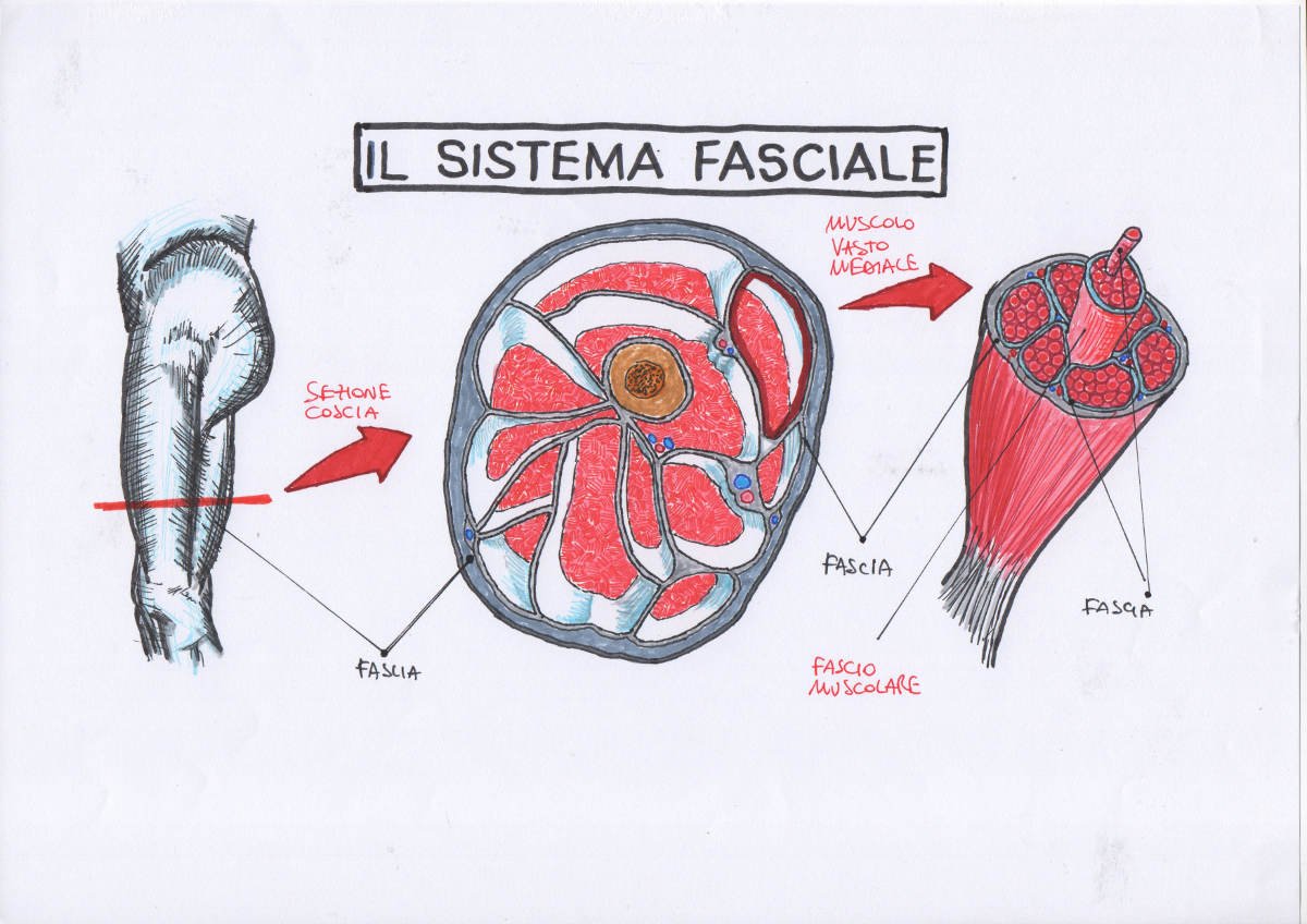 Cura della scoliosi? Cosa può fare la terapia manuale.
