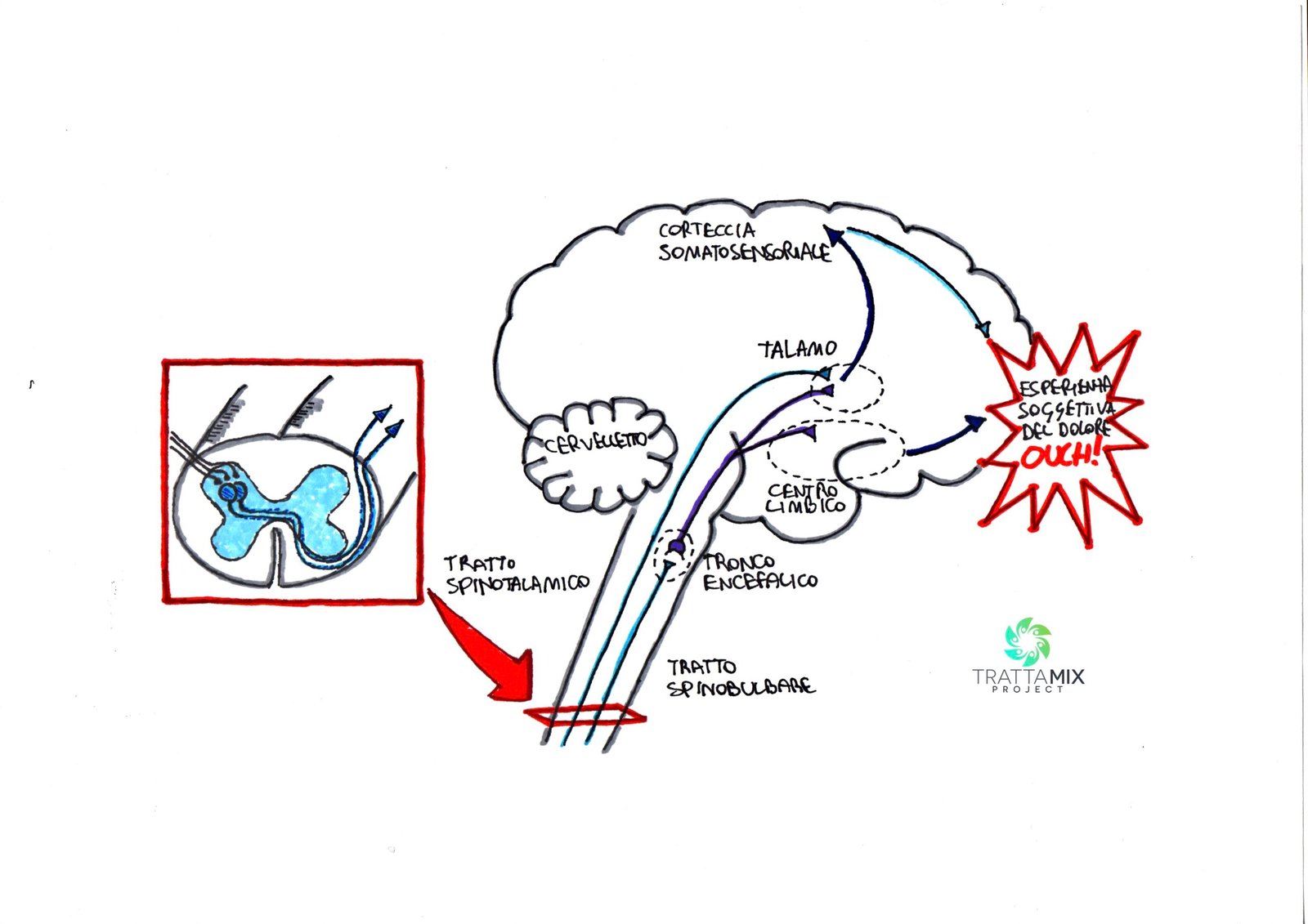 Fibromialgia sintomi neurologici – Studio TrattaMIX
