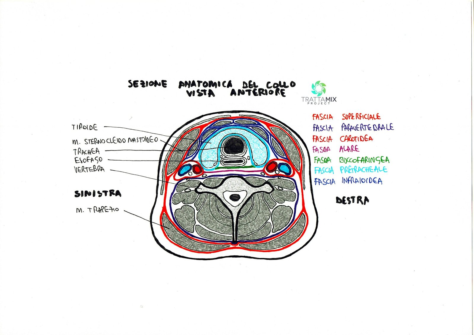 Cervicale rimedio – VIDEO TUTORIAL AUTOMASSAGGIO – TrattaMIX