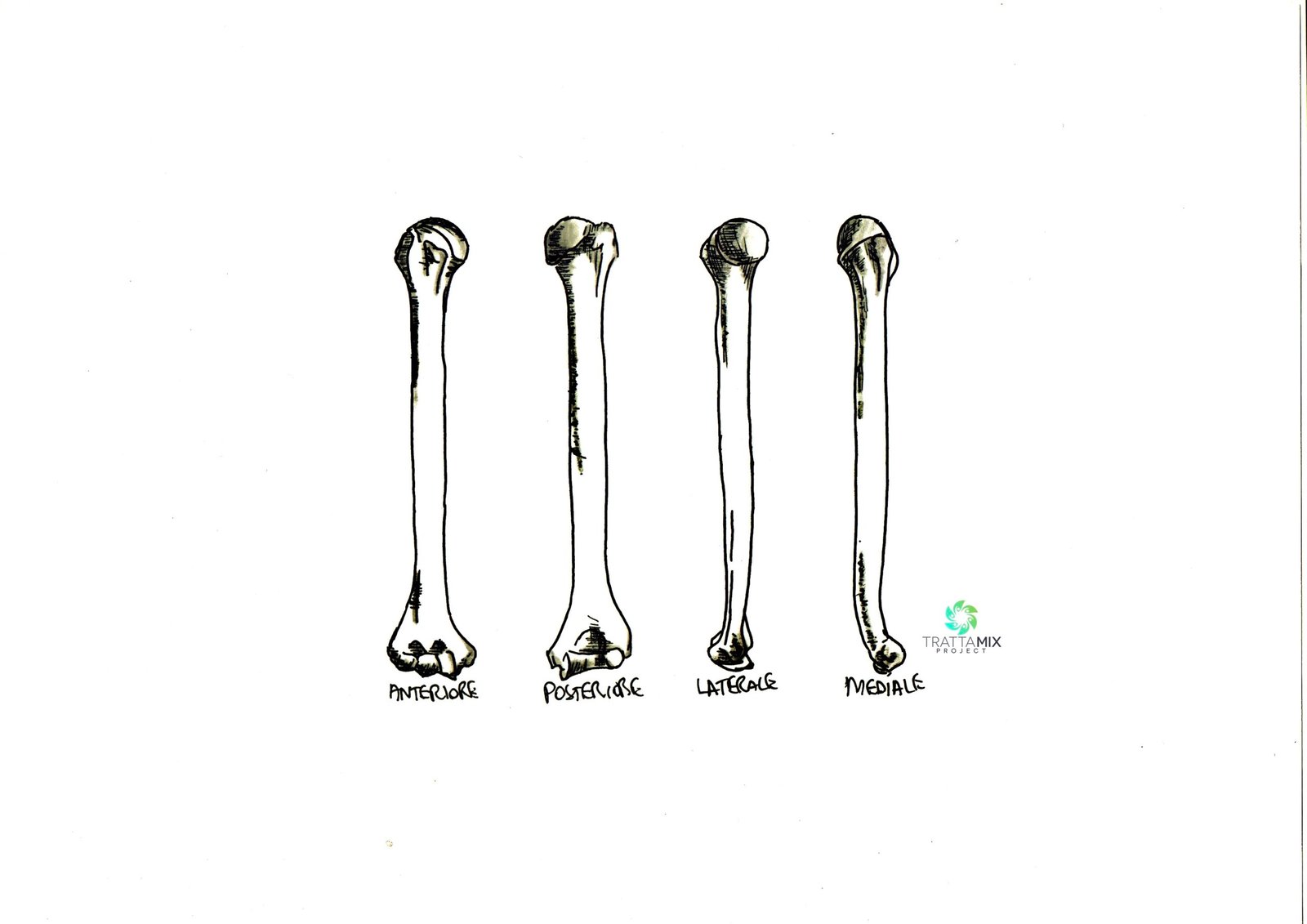 Frattura omero tempi di recupero – GUIDA per la guarigione